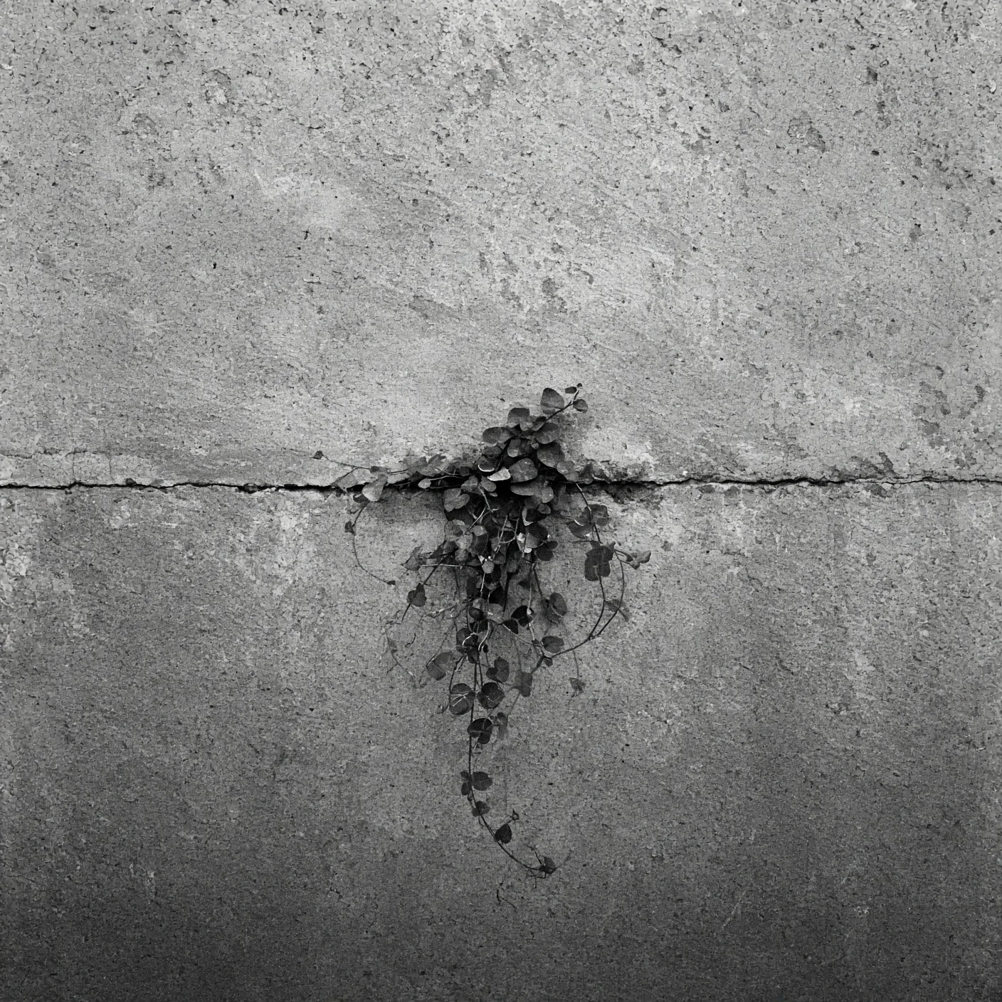 Black and white photograph of a plant growing from a seam in textured concrete.